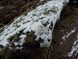 Ceratiomyxa fruticulosa var. fruticulosa image