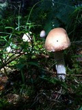Cortinarius caperatus image