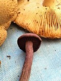 Laccaria amethystina image