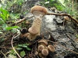 Armillaria solidipes image