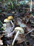 Leratiomyces squamosus image