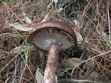 Suillus luteus image