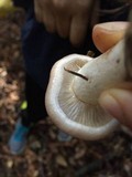 Gomphidius smithii image