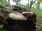 Pluteus plautus image