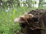 Pluteus plautus image