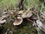 Coltricia perennis image