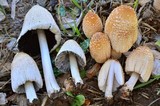 Coprinellus flocculosus image
