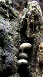 Hemimycena tortuosa image
