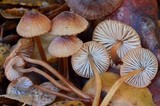 Mycena californiensis image