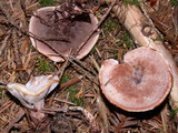 Hydnellum peckii image