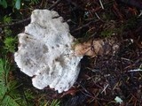 Jahnoporus hirtus image