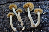Simocybe centunculus var. centunculus image
