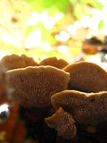 Gloeophyllum sepiarium image
