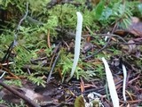 Clavaria acuta image