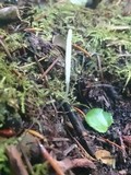 Clavaria acuta image