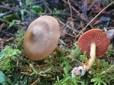 Cortinarius semisanguineus image
