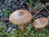 Cortinarius semisanguineus image