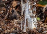 Wrightoporia avellanea image