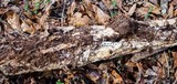 Wrightoporia avellanea image