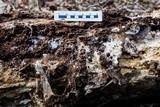 Wrightoporia avellanea image