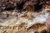 Wrightoporia avellanea image