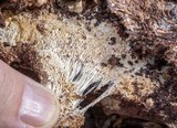 Wrightoporia avellanea image