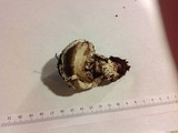 Amanita sect. Vaginatae image