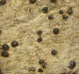 Lithothelium hyalosporum image