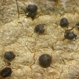 Lithothelium hyalosporum image