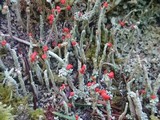 Cladonia transcendens image