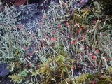 Cladonia transcendens image