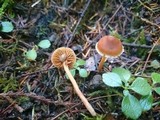 Cortinarius acutus image