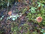 Cortinarius acutus image