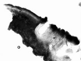 Aspicilia cuprea image
