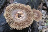 Lentinus stuppeus image