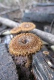 Lentinus stuppeus image