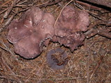 Sarcodon subfelleus image