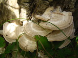 Trametes pubescens image