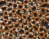 Polycephalomyces tomentosus image
