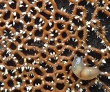 Polycephalomyces tomentosus image