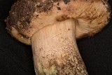 Leccinum arbuticola image