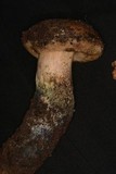 Leccinum arbuticola image