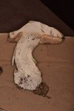Leccinum arbuticola image
