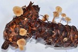 Baeospora myosura image