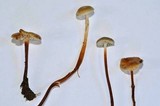 Rhizomarasmius undatus image