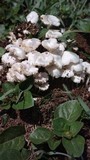 Termitomyces microcarpus image