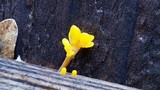 Dacryopinax spathularia image
