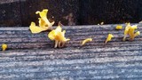 Dacryopinax spathularia image