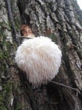 Hericium americanum image