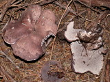 Sarcodon subfelleus image